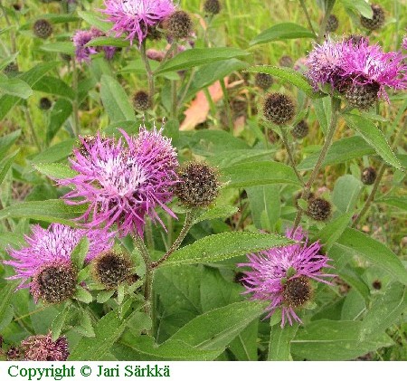 Centaurea phrygia